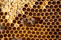 Macro shot of bees Royalty Free Stock Photo