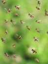 Macro shot of bees flying in apiary, close up of honey bee on green background Royalty Free Stock Photo