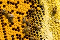 Macro shot of bees in a honeycomb Royalty Free Stock Photo