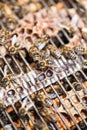 Macro shot of bees on a honeycomb Royalty Free Stock Photo