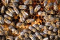Macro shot of bees on a honeycomb Royalty Free Stock Photo