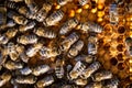 Macro shot of bees on a honeycomb Royalty Free Stock Photo