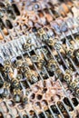 Macro shot of bees on a honeycomb Royalty Free Stock Photo