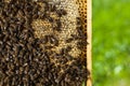 Macro shot of bees  on a honeycomb Royalty Free Stock Photo