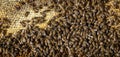 Macro shot of bees  on a honeycomb Royalty Free Stock Photo
