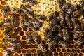 Macro shot of bees  on a honeycomb Royalty Free Stock Photo
