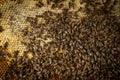 Macro shot of bees  on a honeycomb Royalty Free Stock Photo