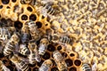 Macro shot of bees  on a honeycomb Royalty Free Stock Photo