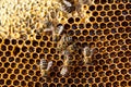 Macro shot of bees  on a honeycomb Royalty Free Stock Photo