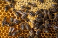 Macro shot of bees Royalty Free Stock Photo