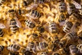 Macro shot of bees Royalty Free Stock Photo