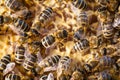 Macro shot of bees Royalty Free Stock Photo