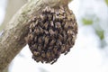 Macro shot of bees swarming on a honeycomb Royalty Free Stock Photo