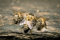 Macro shot of bees swarming Royalty Free Stock Photo