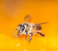 Macro shot of bees Sweet drink Royalty Free Stock Photo