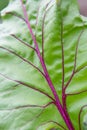 Macro shot of beetroot leaf background texture. Green leaf with purple veins close up Royalty Free Stock Photo