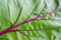 Macro shot of beetroot leaf background texture. Green leaf with purple veins close up. Plant background Royalty Free Stock Photo