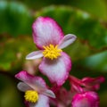 Macro shot of Begonia cucullata also known as Clubbed Begonia