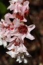 Bergenia ciliata, close up of pink flowers Royalty Free Stock Photo