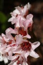 Bergenia ciliata, close up of pink flowers Royalty Free Stock Photo