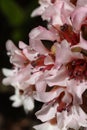 Bergenia ciliata, close up of pink flowers Royalty Free Stock Photo