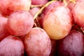 Macro shot of the berries of a bunch of ripe red grapes Royalty Free Stock Photo