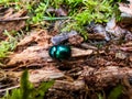 Macro shot of beutiful Dor beetle or spring dor beetle Trypocopris vernalis var. autumnalis Heer, dull black in colour with a