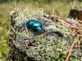 Macro shot of beutiful Dor beetle or spring dor beetle Trypocopris vernalis var. autumnalis Heer, dull black in colour with a