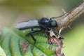 Macro shot of a Bibio Marci on a leaf outdoors