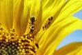 Ant and little plant lice on sunflower Royalty Free Stock Photo