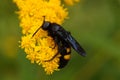 Digger-wasp on a yellow flower.