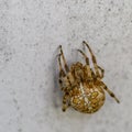 Macro shot of a big european garden spider Araneus diadematus