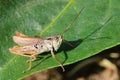 Macro shot of big green Grasshopper. Grasshopper is sitting on the fresh leaf. Royalty Free Stock Photo