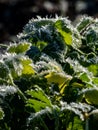 Macro shot of big ice crystals of white early morning frost on green leaves of plants in the end of autumn and early winter in Royalty Free Stock Photo