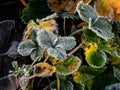 Macro shot of big ice crystals of white early morning frost on green leaves of plants in the end of autumn and early winter in Royalty Free Stock Photo