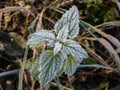 Macro shot of big ice crystals of white early morning frost on green leaves of plants in the end of autumn and early winter in Royalty Free Stock Photo