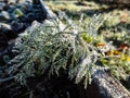 Macro shot of big ice crystals of white early morning frost on growing dill plant in the end of autumn and early winter in bright Royalty Free Stock Photo