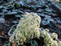 Macro shot of big ice crystals of white early morning frost on growing dill plant in the end of autumn and early winter in bright Royalty Free Stock Photo