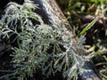Macro shot of big ice crystals of white early morning frost on growing dill plant in the end of autumn and early winter in bright Royalty Free Stock Photo