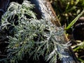 Macro shot of big ice crystals of white early morning frost on growing dill plant in the end of autumn Royalty Free Stock Photo