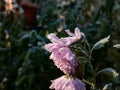 Macro shot of big ice crystals of white early morning frost on pink autumn flower in the end of autumn and early winter in bright Royalty Free Stock Photo