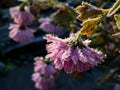 Macro shot of big ice crystals of white early morning frost on pink autumn flower in the end of autumn and early winter in bright Royalty Free Stock Photo