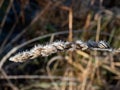 Macro shot of big ice crystals of white early morning frost on plants in the end of autumn and early winter in bright sunlight Royalty Free Stock Photo