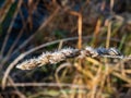 Macro shot of big ice crystals of white early morning frost on plants in the end of autumn in bright sunlight Royalty Free Stock Photo