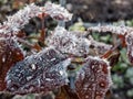 Macro shot of big ice crystals of white early morning frost on plants in the end of autumn and early winter in bright sunlight. Royalty Free Stock Photo