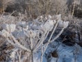 Macro shot of big ice crystals of white early morning frost on plants in winter Royalty Free Stock Photo