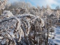 Macro shot of big ice crystals of white early morning frost on plants in winter in sunlight Royalty Free Stock Photo