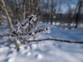 Macro shot of big ice crystals of white early morning frost on tree branches in winter in bright sunlight. Ice covered plants Royalty Free Stock Photo