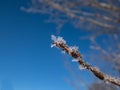 Macro shot of big ice crystals of white early morning frost on tree branches in winter in sunlight Royalty Free Stock Photo