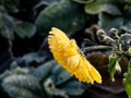 Macro shot of big ice crystals of white early morning frost on yellow autumn flower in the end of autumn and early winter in Royalty Free Stock Photo